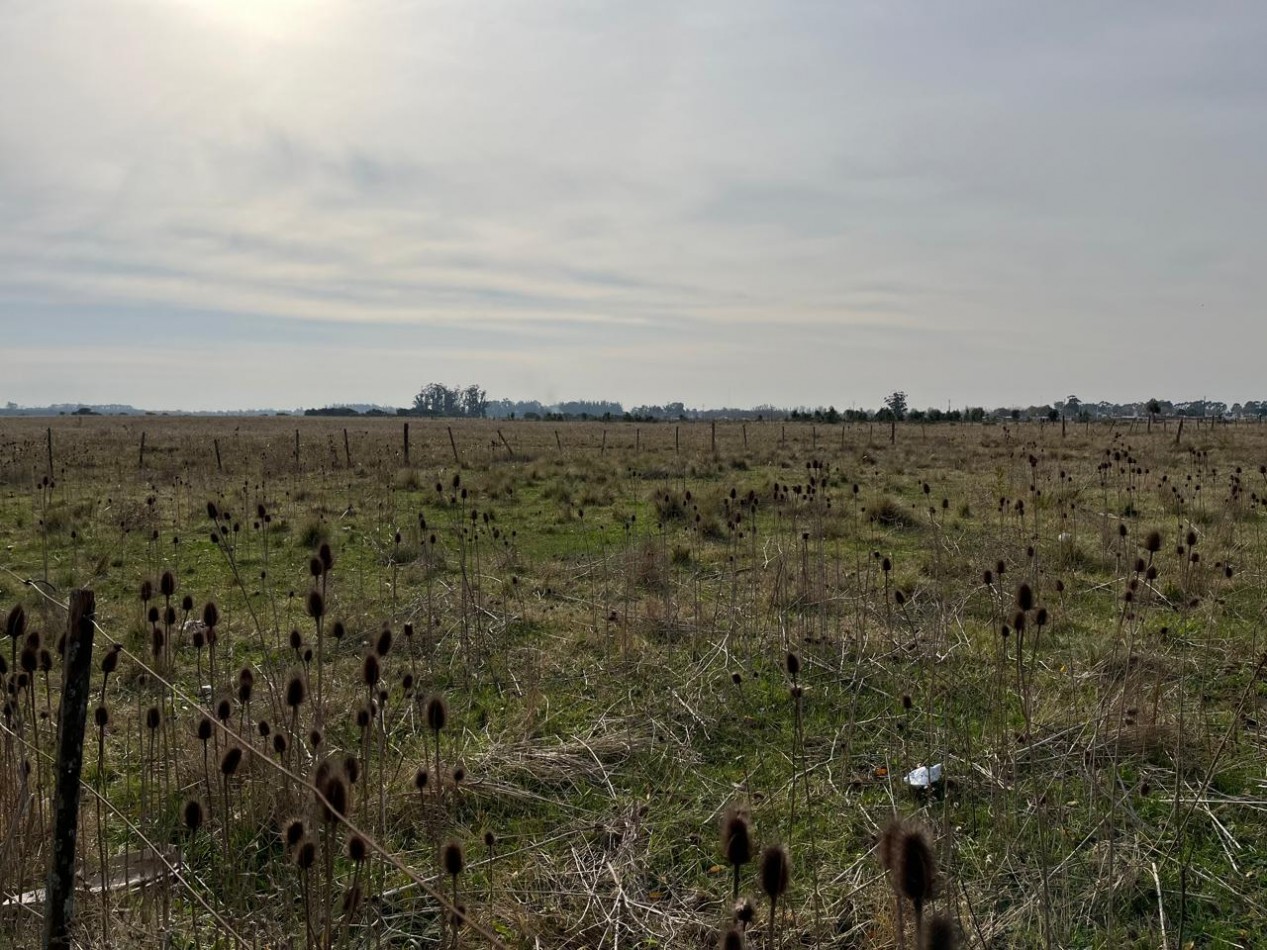 CAMPO DE POCO MAS DE 5 HECTAREAS EN MAR DEL PLATA VENDE, PERMUTA Y FINANCIA