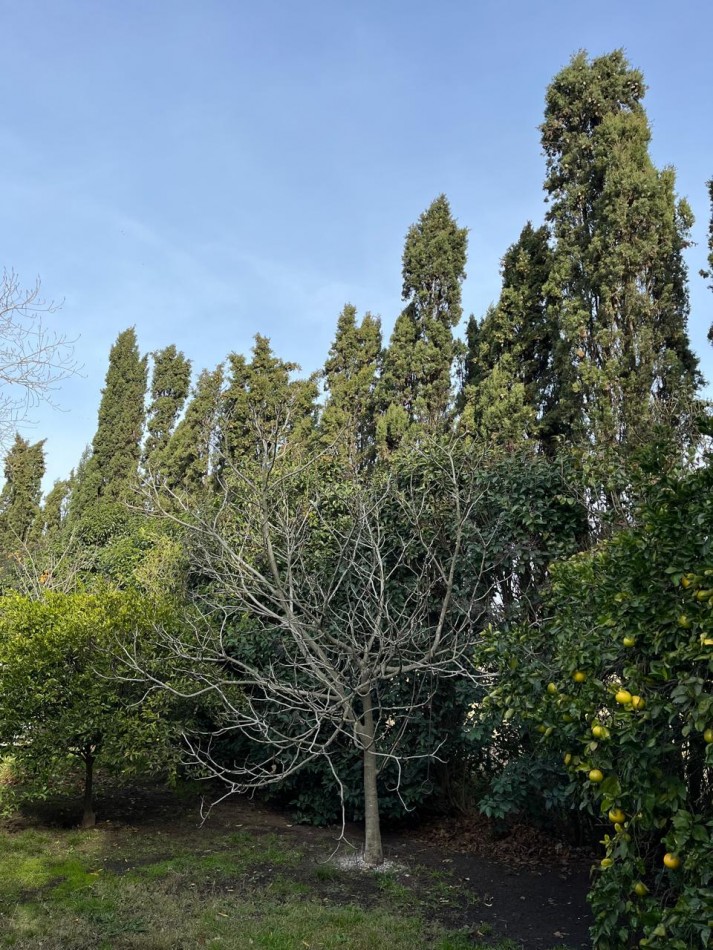 CAMPO DE POCO MAS DE 5 HECTAREAS EN MAR DEL PLATA VENDE, PERMUTA Y FINANCIA