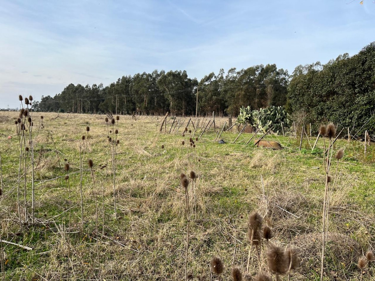 CAMPO DE POCO MAS DE 5 HECTAREAS EN MAR DEL PLATA VENDE, PERMUTA Y FINANCIA